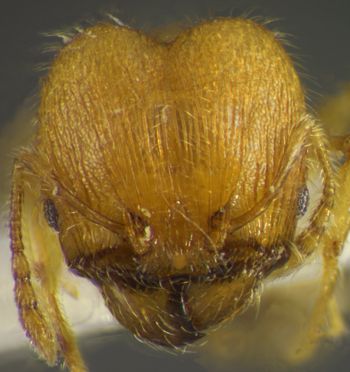Media type: image;   Entomology 34164 Aspect: head frontal view